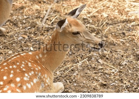Female sika deer looking into camera cute wildlife concept Brown Deer, Animal, Zoo