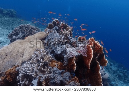 Underwater world is beautiful than you thought. Royalty-Free Stock Photo #2309838853