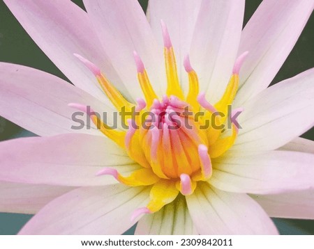 Closeup, Beautiful flower blossom blooming lotus with white pink petals on water blurred background for stock photo, summer flowers, floral for meditation, plants  