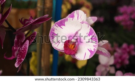 series pictures of colorful orchids in an exhibition