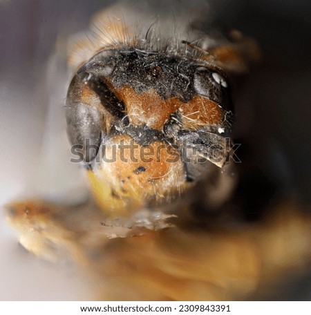 That’s the very real face of an bee