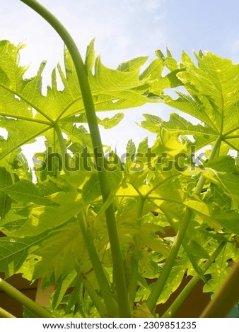 series picture of papaya leaves and fruit