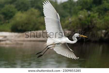Great egret (Ardea alba) also known as the common egret Royalty-Free Stock Photo #2309855285