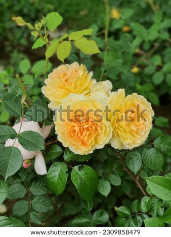 Vivid yellow roses are gorgeous
