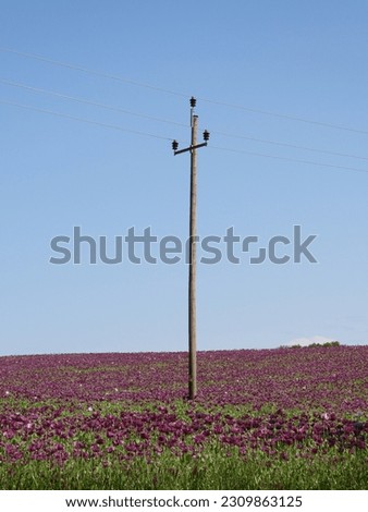 flowers of purple poppy in a field in austria 
