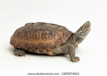 The razor-backed musk turtle (Sternotherus carinatus) isolated on white background Royalty-Free Stock Photo #2309874821