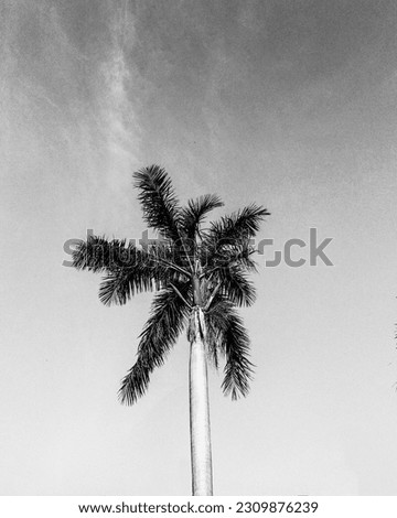 a black and white photo of a palm tree against the sky
