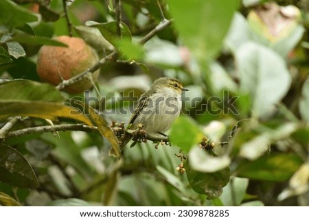 bird on a branch watching