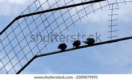 silhouette of pigeons on the fence