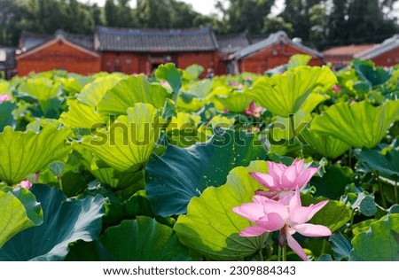 Lovely pink lotus flowers blooming among green lush leaves in a pond under bright summer sunshine with a traditional Taiwanese country house in background, in Guanyin District, Taoyuan City, Taiwan