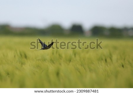 A long tailed swallow in flight over a corn field