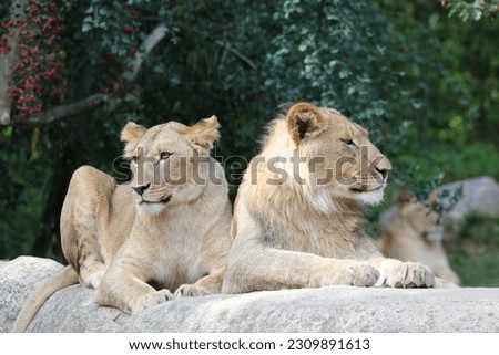 Two  female Lions close up photo in nature