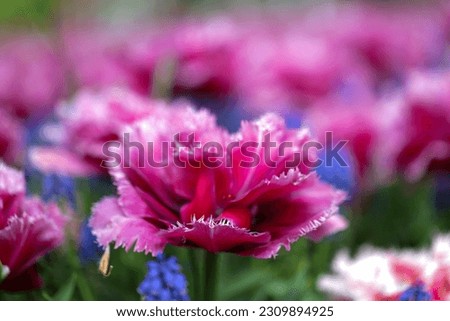 close up of pink and white tulips