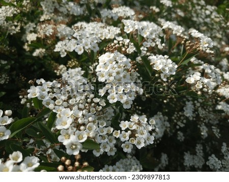 background from a blooming white bush. summer