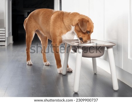 Dog eating from feeding station in kitchen. Cute puppy dog standing behind elevated dog bowl with head in dish. Used for better posture. Female Harrier mix breed, medium size. Selective focus. Royalty-Free Stock Photo #2309900737