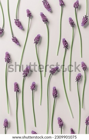 Spring floral pattern, Grape hyacinth Muscari flowers. Purple muscari bouquet. Minimal nature flowery still life, blooming plant on beige background. Spring seasonal styling, flat lay composition