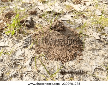 A bughill, bug-cast, not a molehill