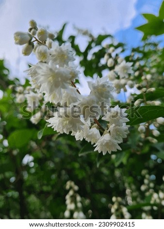 Beautiful white little flower on a tree