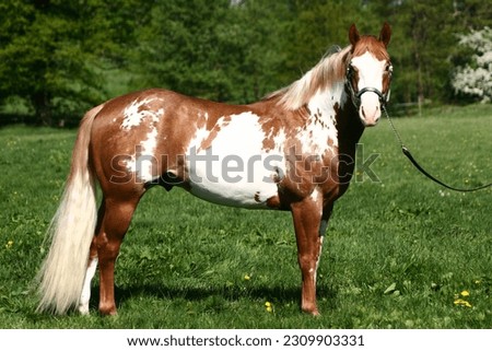 American paint horse stallion in portrait Royalty-Free Stock Photo #2309903331