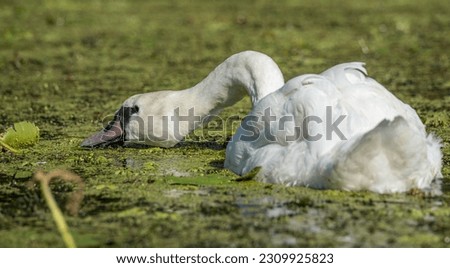 A white swan swimming on the water covered with duckweed. Swan close-up.