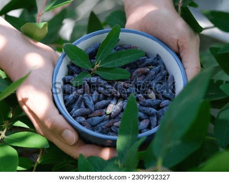 A woman holding a bowl of freshly harvested honeysuckle berries in her hands. Close up. Royalty-Free Stock Photo #2309932327