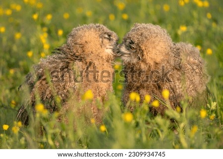 Two beautiful juvenile  young European Eagle Owl (Bubo bubo) sitting in high grasses with yellow flowers. Gelderland  in the Netherlands. Green background.                      
