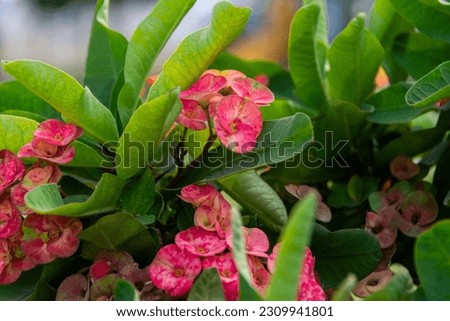 A beautiful Euphorbia Milii flower blooms in the garden.