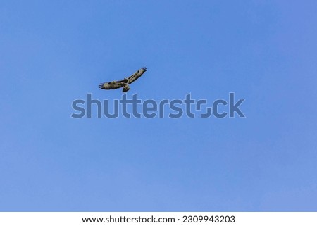 Birds of prey - Common buzzard flying, hawk bird, predatory bird Royalty-Free Stock Photo #2309943203