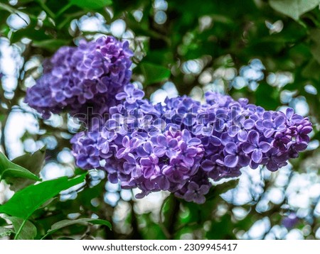 A branch of lilac during flowering the summer. natural color