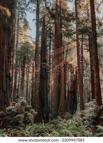 Sunlight shining through the trees in a redwood forest. Royalty-Free Stock Photo #2309947081