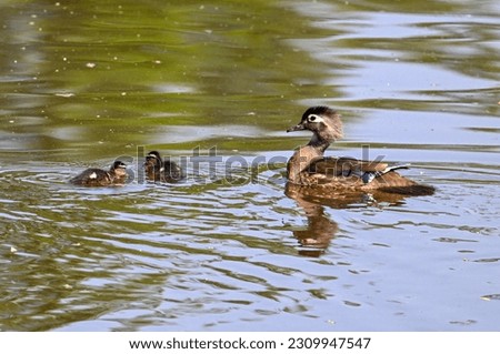 A female Wood Duck with a couple of her babies at Capisic Pond in Portland, Maine.