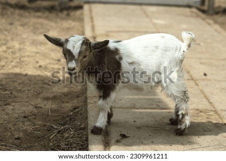 red hornless baby goat close up photo on summer farm background
