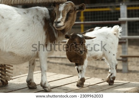 red hornless mother and baby goat close up photo on summer farm background