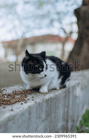 Mykolaiv, Ukraine. Homeless cat near the city center eating the dry cat food. War concept. Survived wild cat outside the street 