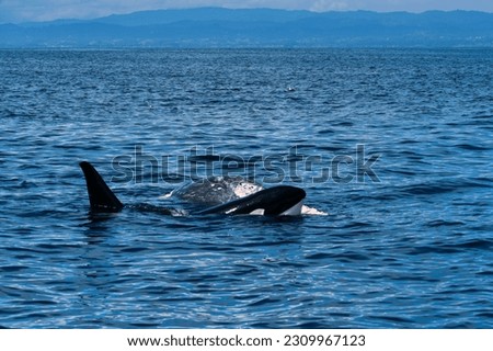 Graphic Image of Orca Killer Whale Feeding on Gray Whale Calf Carcass in Moss Landing, California Near Monterey Bay 
