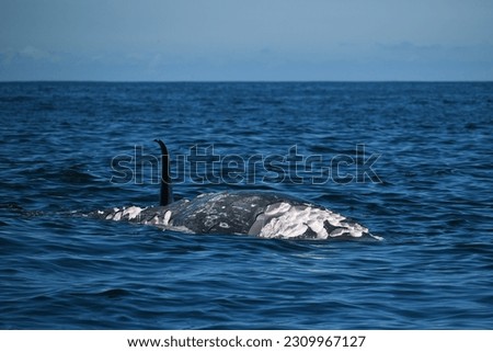 Graphic Image of Orca Killer Whale Feeding on Gray Whale Calf Carcass in Moss Landing, California Near Monterey Bay 