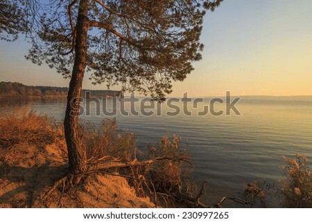 Pine forest on the sandy shore of the lake at sunset