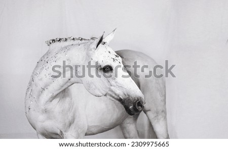 horse portraits equine photography bridle
