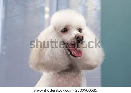 A white trimmed poodle looks merrily at the camera. The concept of a well-groomed clean dog. Portrait of a dog in close-up, banner. Preparation for the dog show Royalty-Free Stock Photo #2309980585