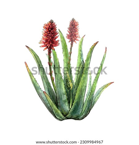 Watercolor botanical drawing of aloe vera plant with stems, leaves, flowers, blossoms on white background. Realistic detailed sketch for illustration, stickers, banners, references, tags, encyclopedia