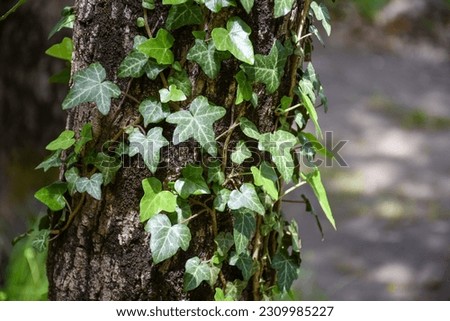 Hedera helix English ivy green leaves on tree trunk, toned with retro vintage filters. Textured natural green background Royalty-Free Stock Photo #2309985227