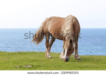 Wild beautiful horse standing and feeding in the countryside next to the coast. Brown with blond hair, which is blown by the wind. On the background, the sea. The animal is facing towards the camera.