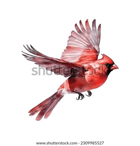 Northern Cardinal vector watercolor painting ilustration