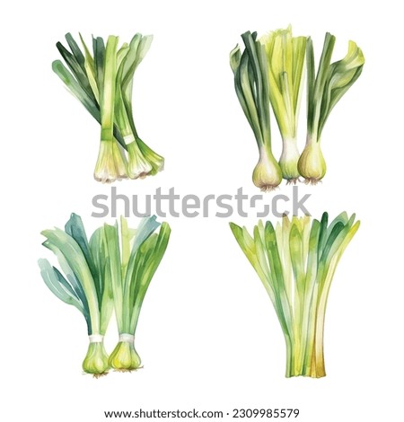 
Leeks vector watercolor paint collection Royalty-Free Stock Photo #2309985579
