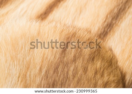 Red ginger raccoon fur background. Backdrop for winter fashion theme