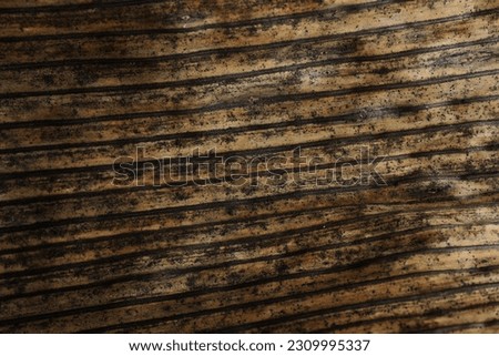 Dry banana leaf pattern,  textural background, wallpaper