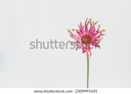 Pink gerber flower on white background. Minimal stylish still life floral composition