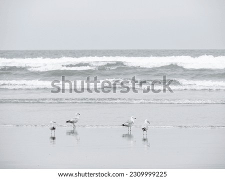 Seaside coastal landscape - gulls, seagulls on wet, sandy beach with waves, UK.