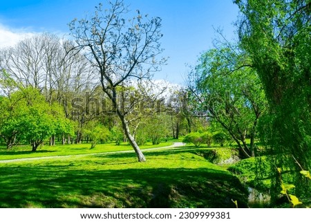 spring forest, green trees, landscape