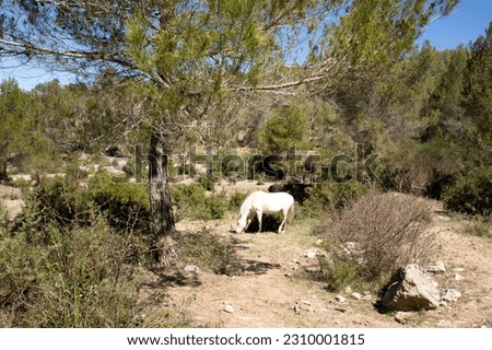 Landscape coniferous forest and white horse. The stallion grazes and walks in nature